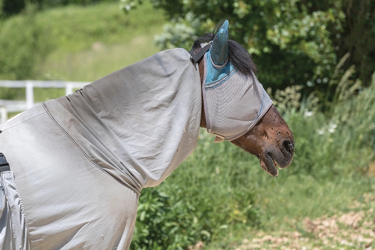 A horse wearing a fly mask and sheet to help prevent insect bite hypersensitivity.
