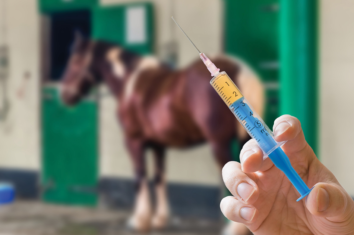 A needle being prepared in an equine vet clinic