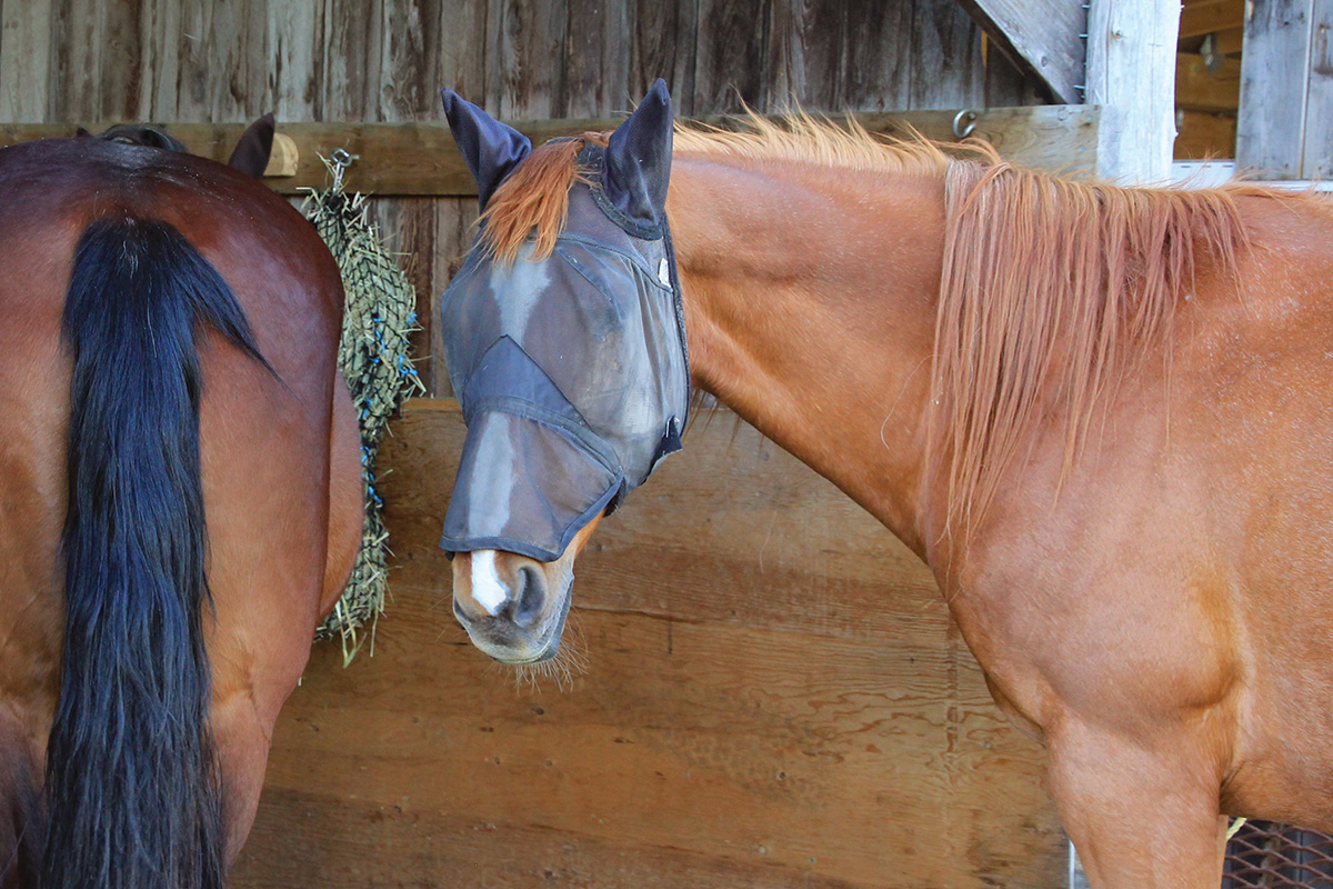 A horse wearing a fly mask to protect him from photosensitization