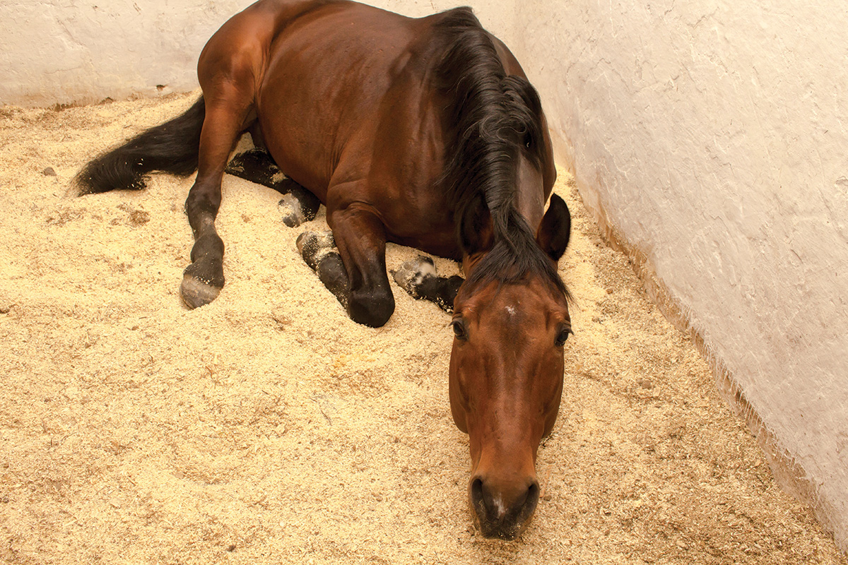 A bay gelding resting in a bedded stall