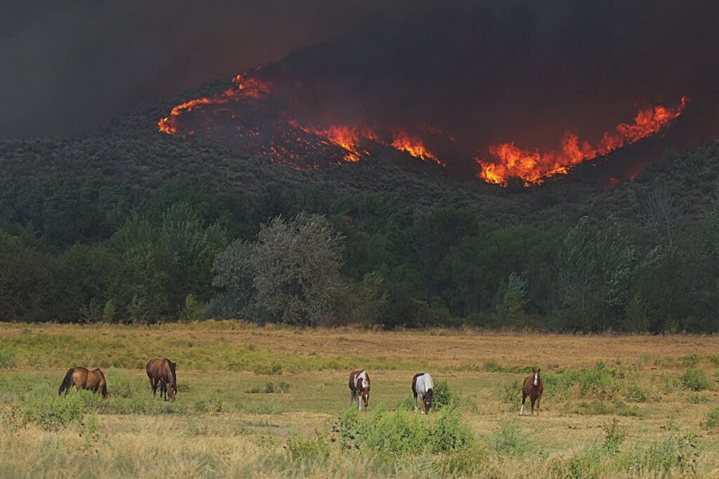 A wildfire behind a herd in the mountains