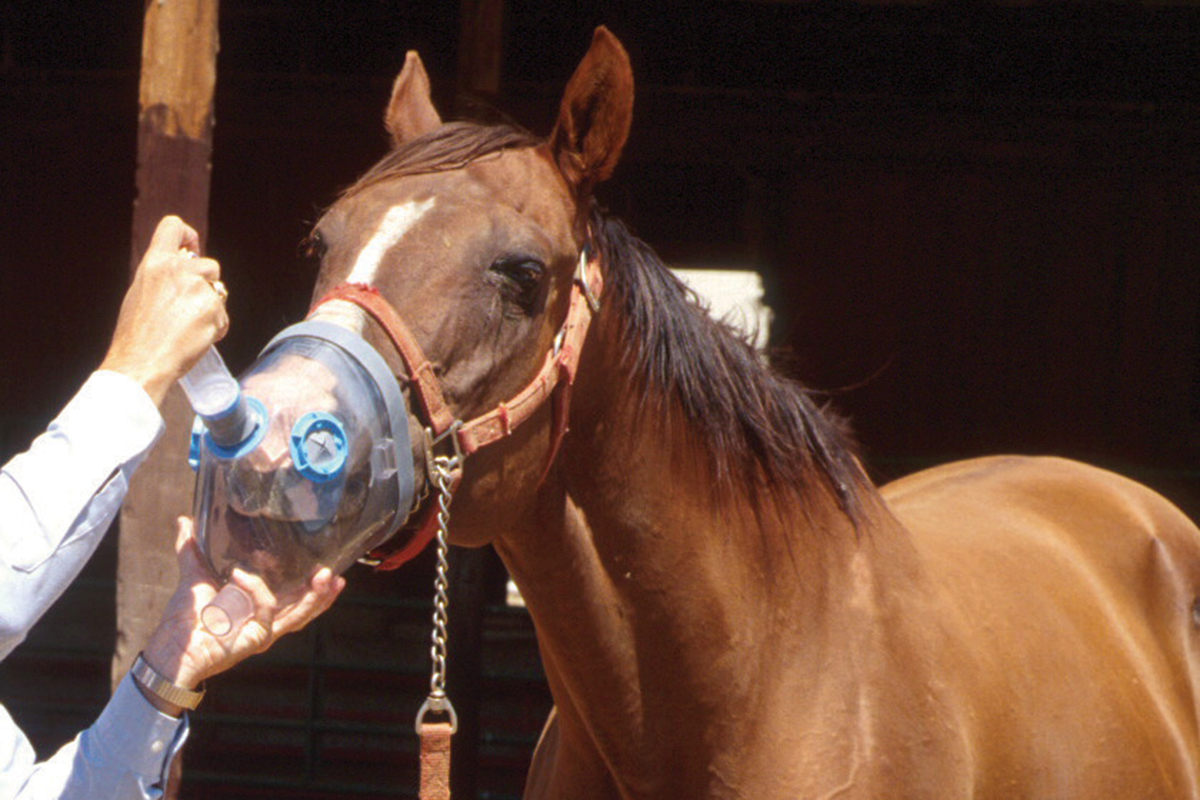 treatment for horse allergies