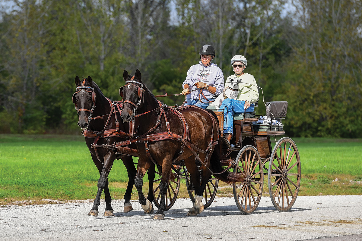 A pair of driving horses at the National Drive
