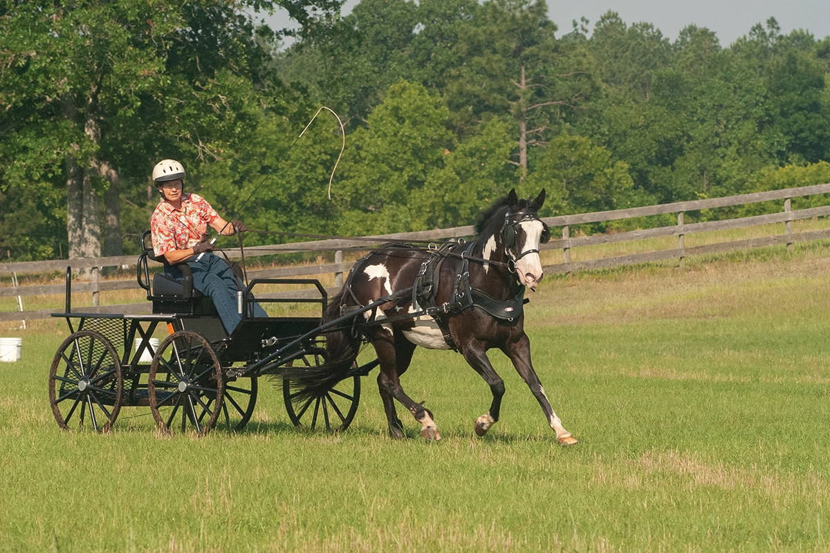 A small Paint Horse pulling a carriage.