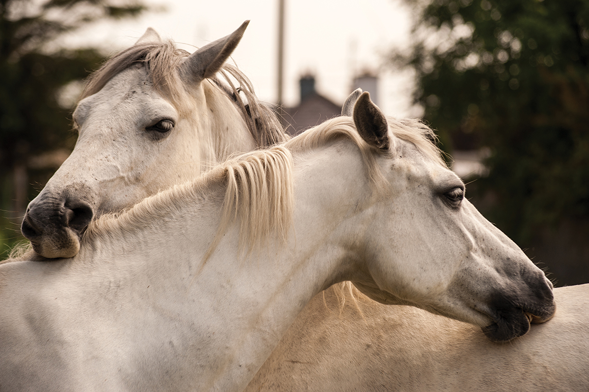 horses grooming each other