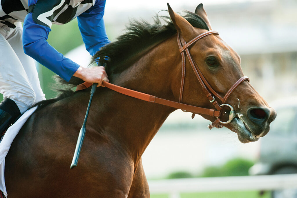 equine microbiome