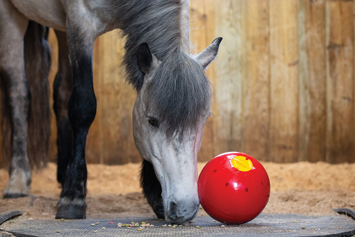 A horse playing with a stall toy to combat stall boredom.