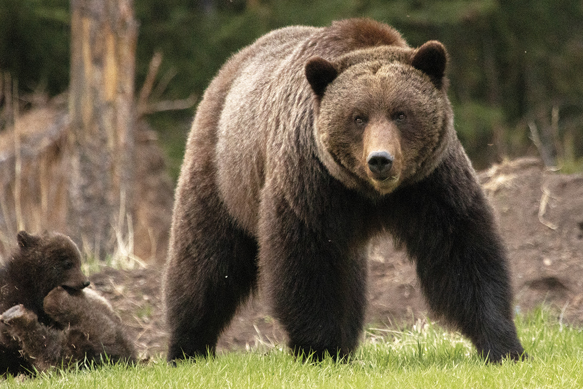 A grizzly bear mother and cubs