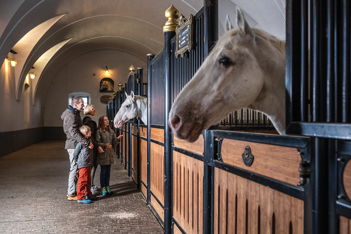 Visiting the Lipizzaner stable.