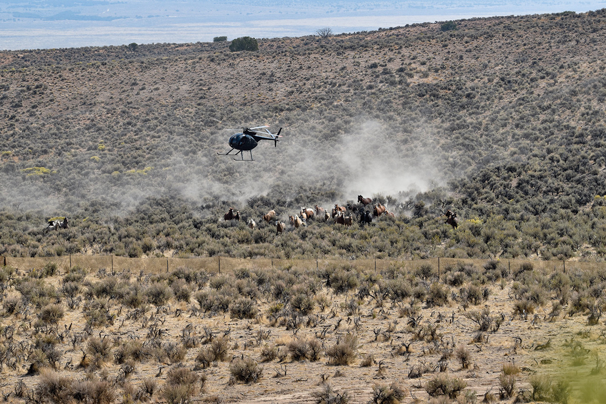 BLM gathering mustangs with a helicopter—done to help with population control
