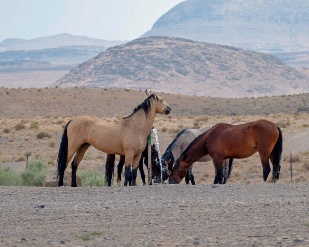 horses during drought