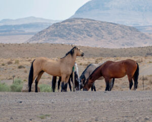 Managing Your Horses During Drought Conditions