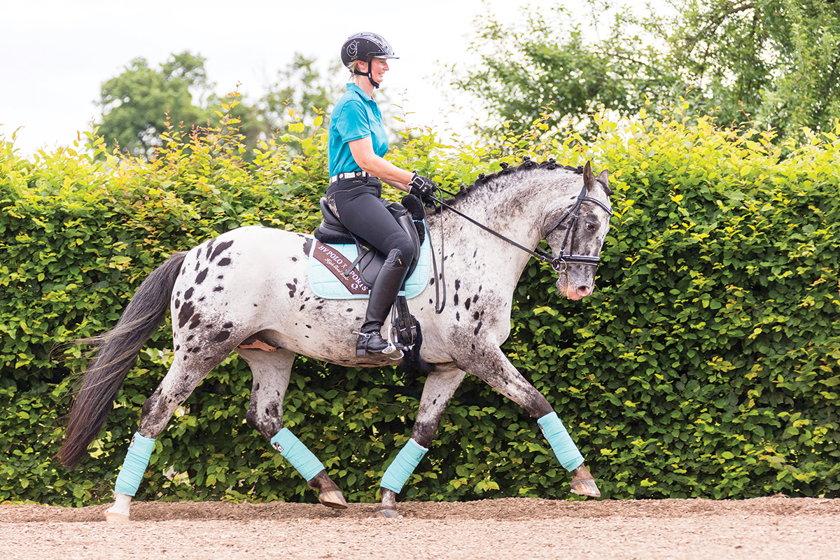 A spotted sport horse performing dressage