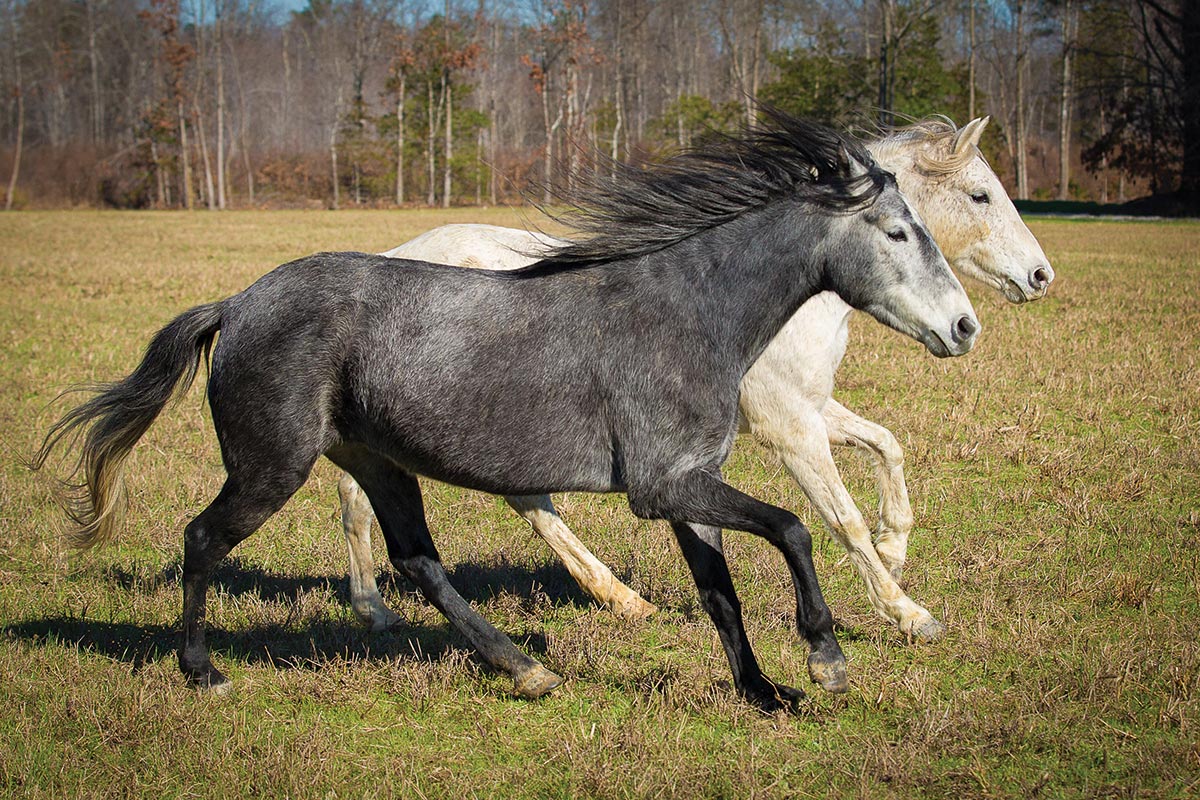 endangered horse breed