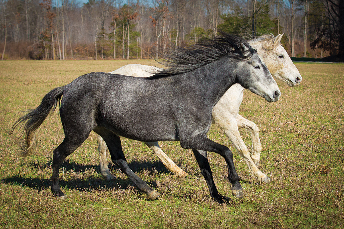 Two Baca-Chica mares, members of an endangered equine breed