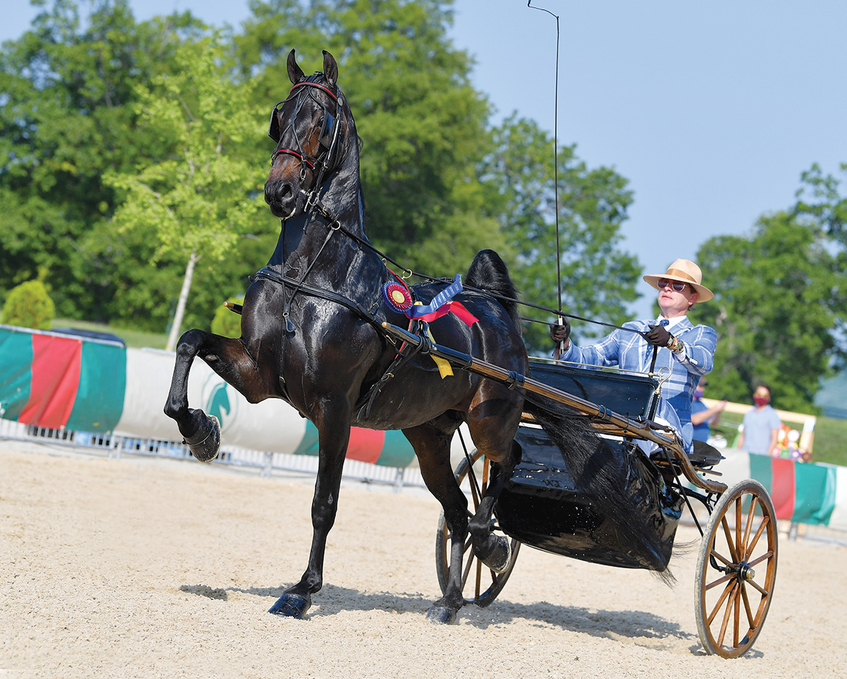 Showing his Saddlebred Ultimate Charm at the prestigious Lexington Junior League Horse Show