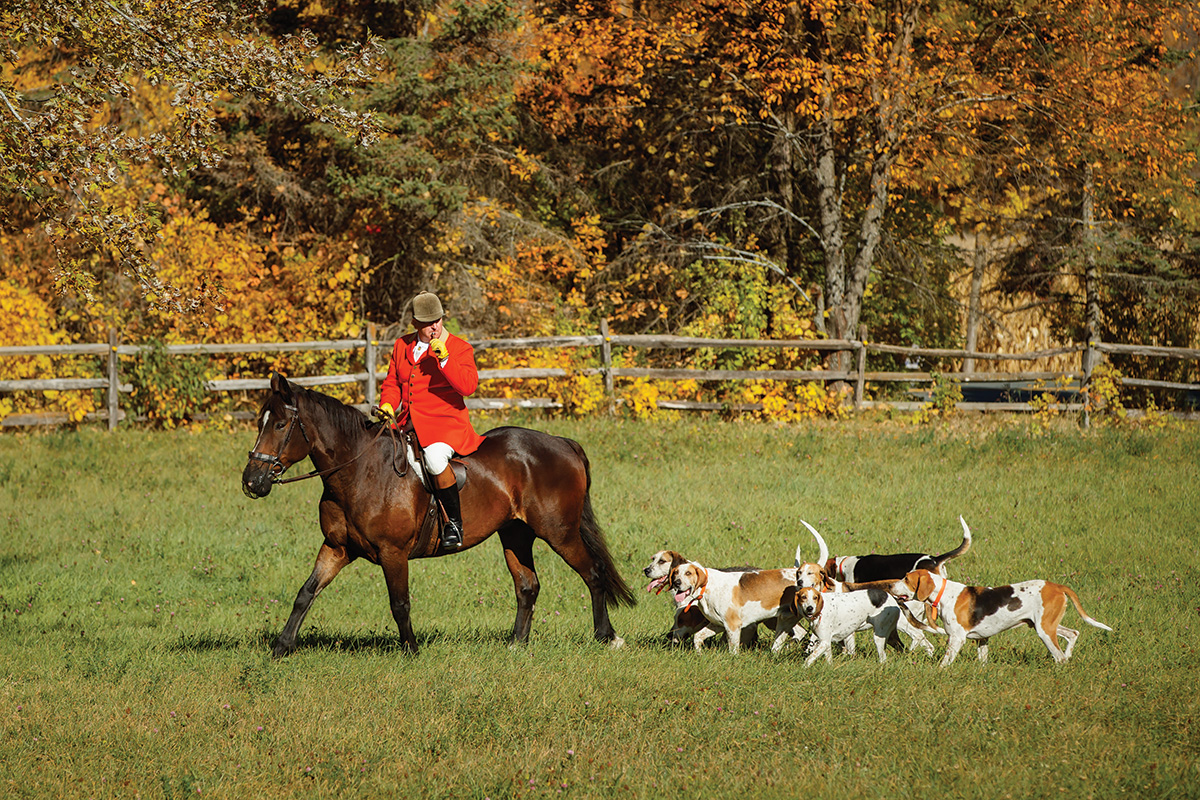 The hunt master calls the pack with the traditional hunting horn