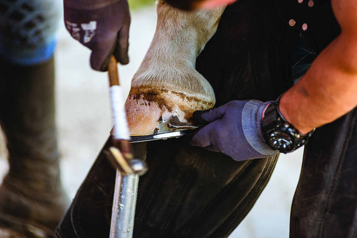 horse hoof crack