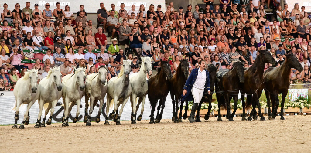 the flying frenchman and his 12 horses