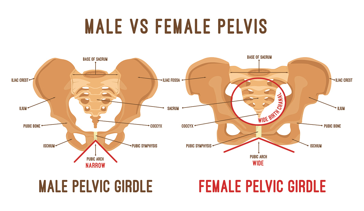 Graphic of male vs. female pelvic anatomy