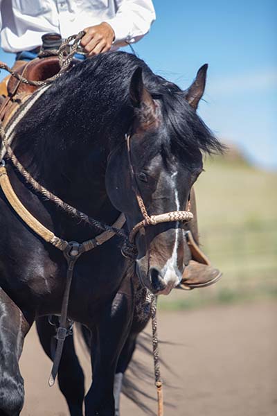 riding in hackamore