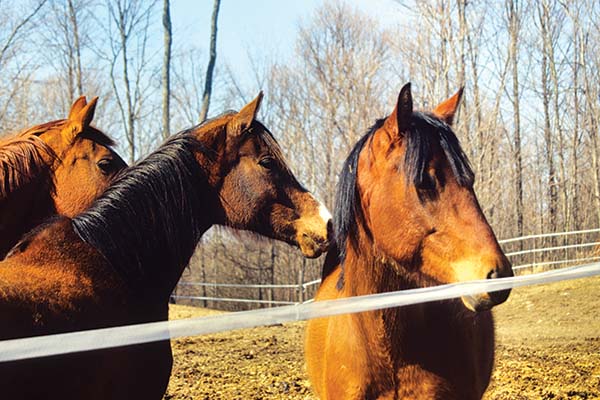 horses behind electric fence