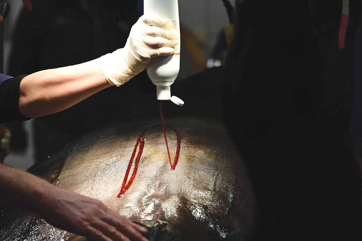 A horse being prepped for cecal impaction colic surgery.