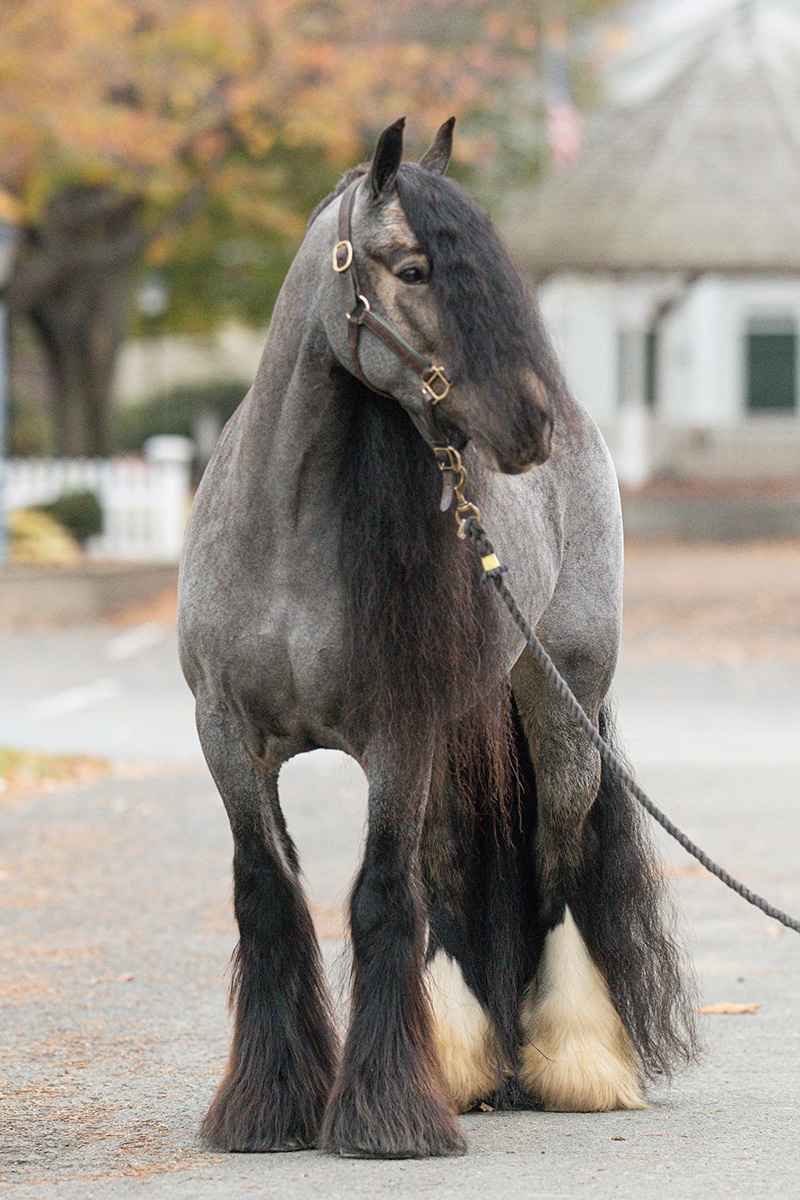 A bodyclipped Gypsy Vanner
