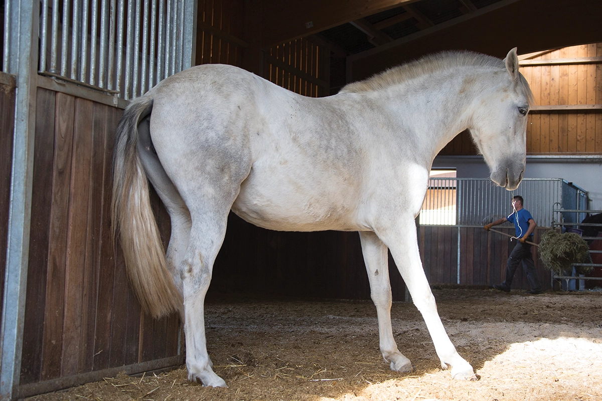 A horse displaying signs of laminitis.