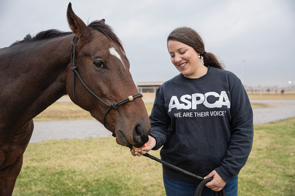 An ASPCA Right Horse employee working with a horse up for adoption.