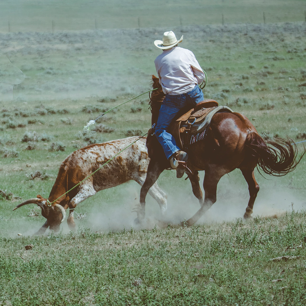 A horseman ropes a steer