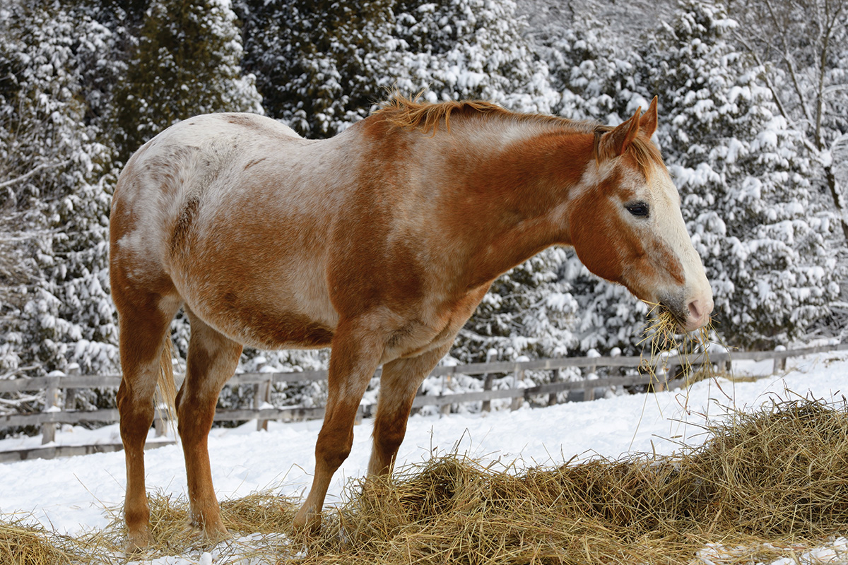 An Appaloosa eating hay.