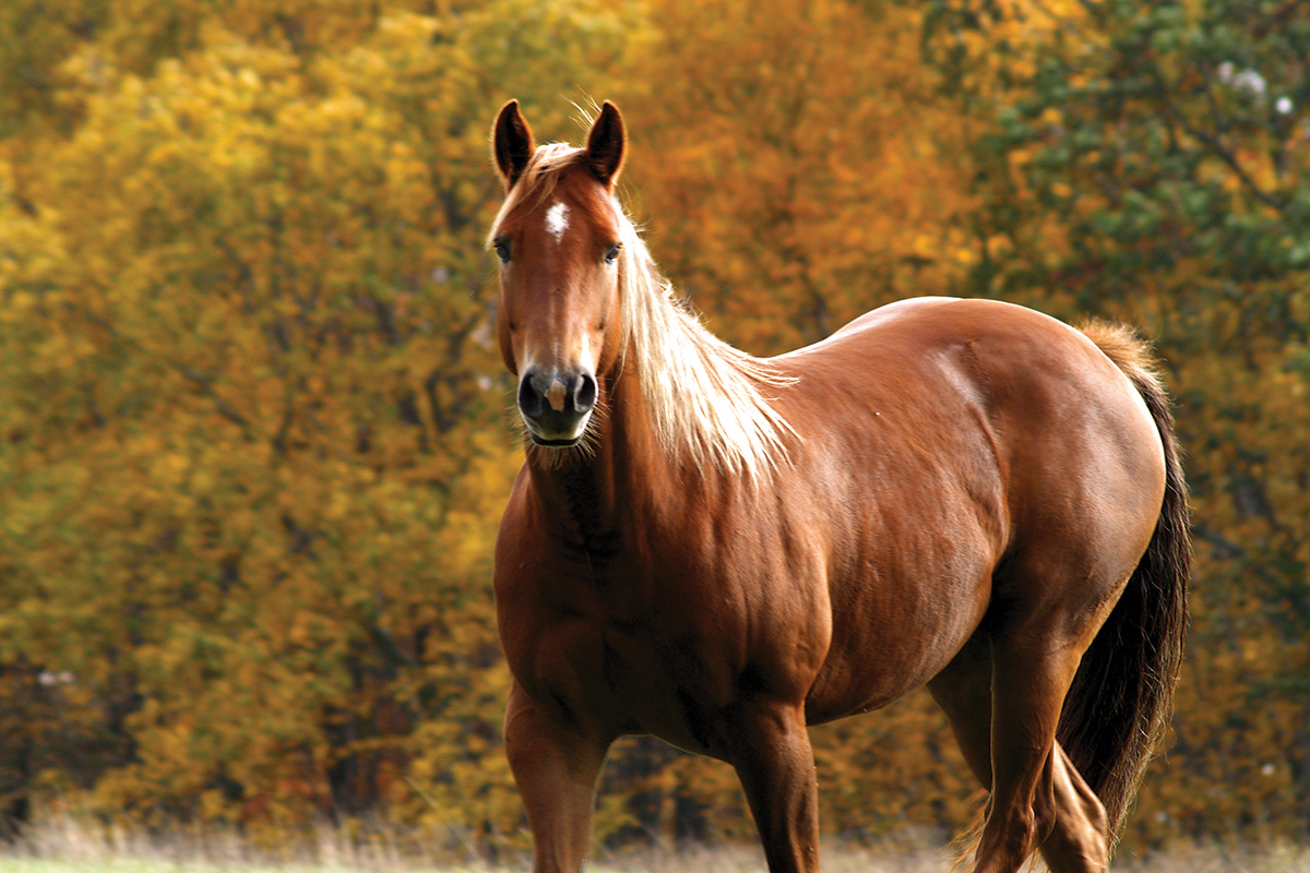 A chestnut in a field with fall foliage