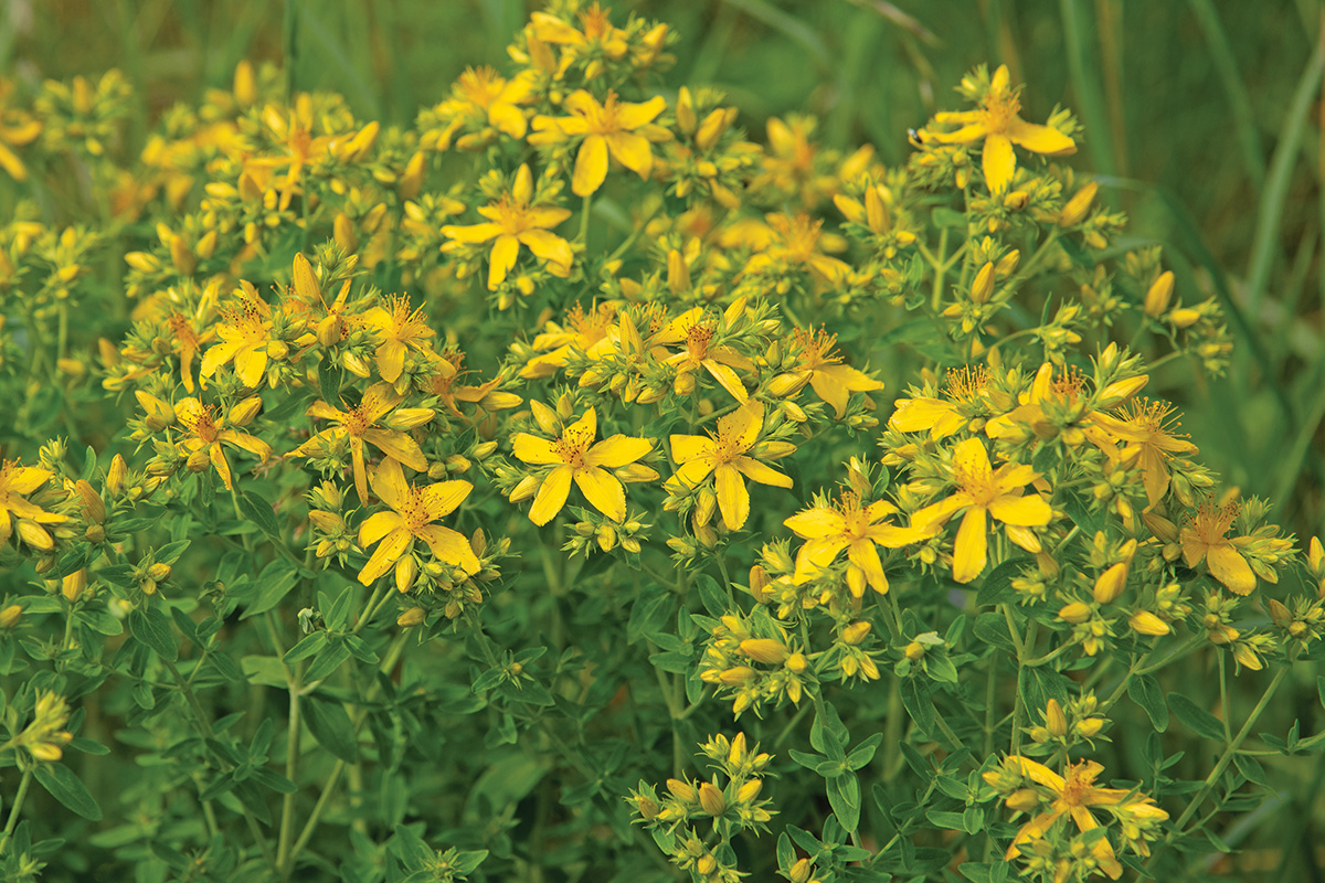 St. John’s Wort