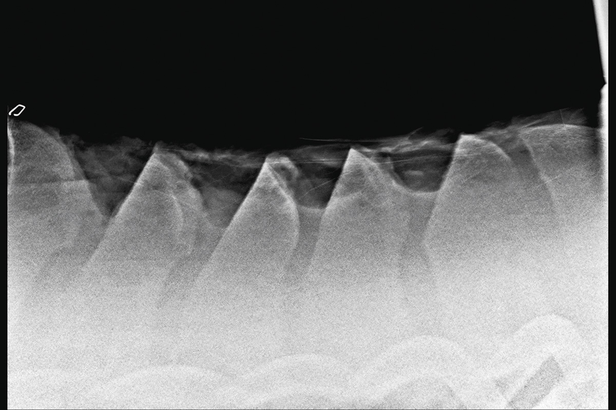 Post-operative image of ta horse following cranial wedge ostectomy of four sites