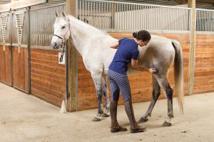 Tips for When a Horse Hates Being Groomed