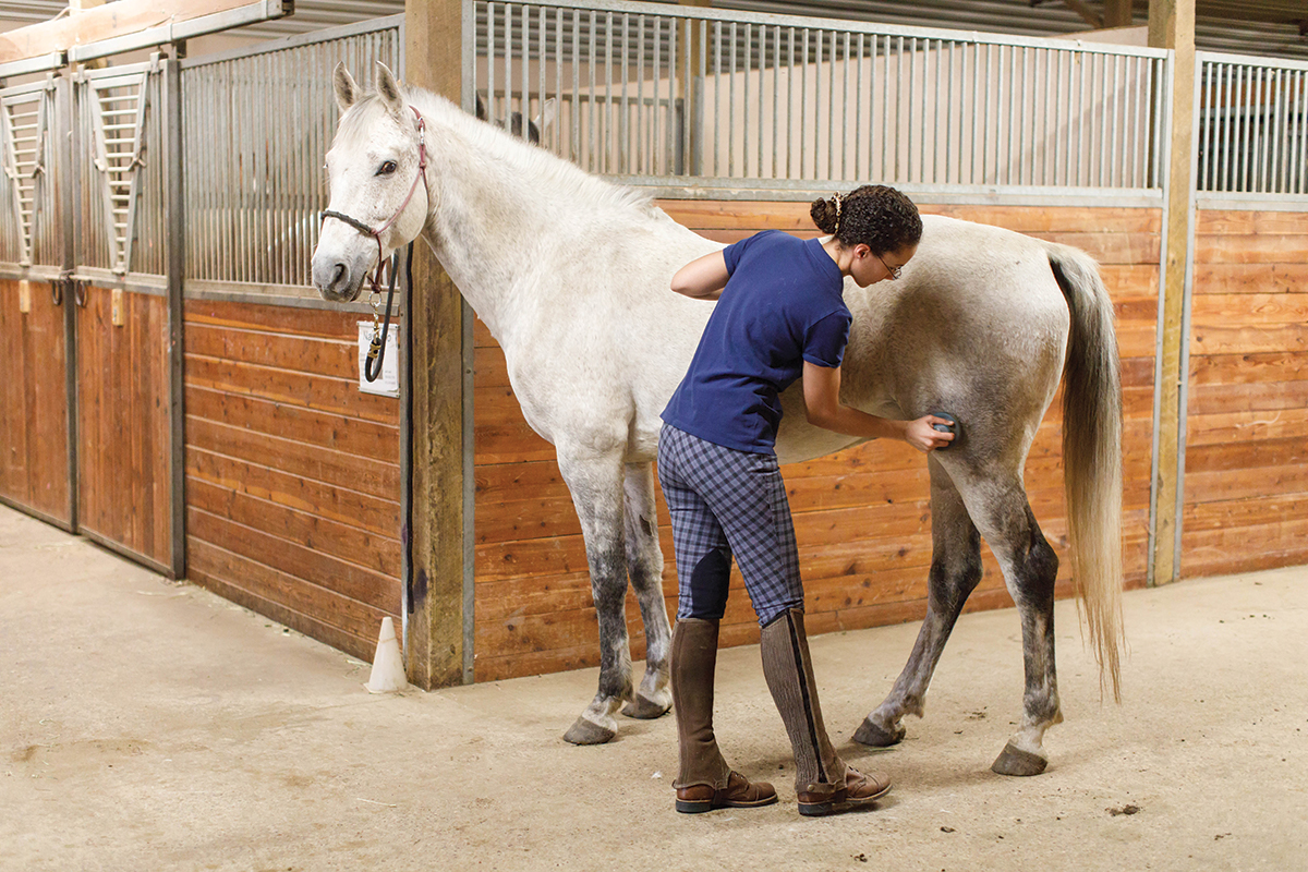 horse hates being groomed