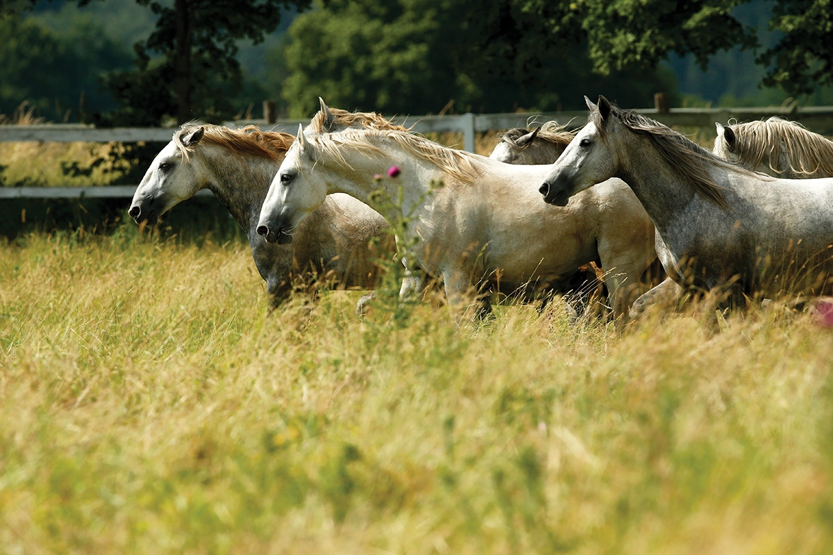 Running Lipizzaners.