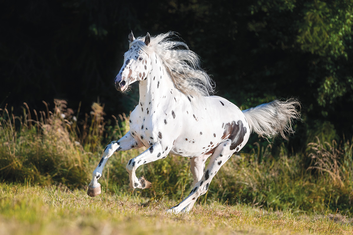 A beautiful Knabstrupper horse galloping through a field