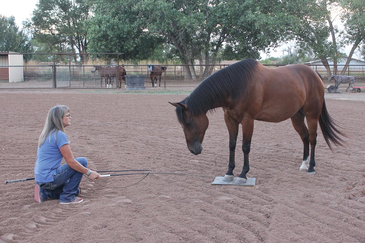 stunt horse trainer