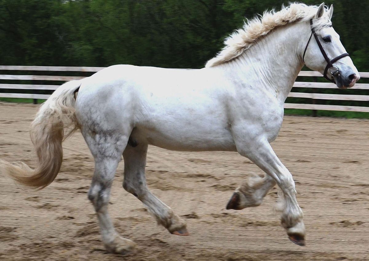 A galloping Irish Draught Horse