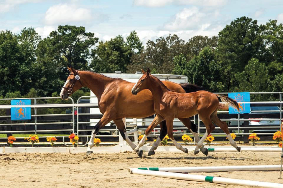 A mare and older foal trot in an arena