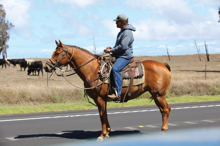 A Paniolo riding a horse.