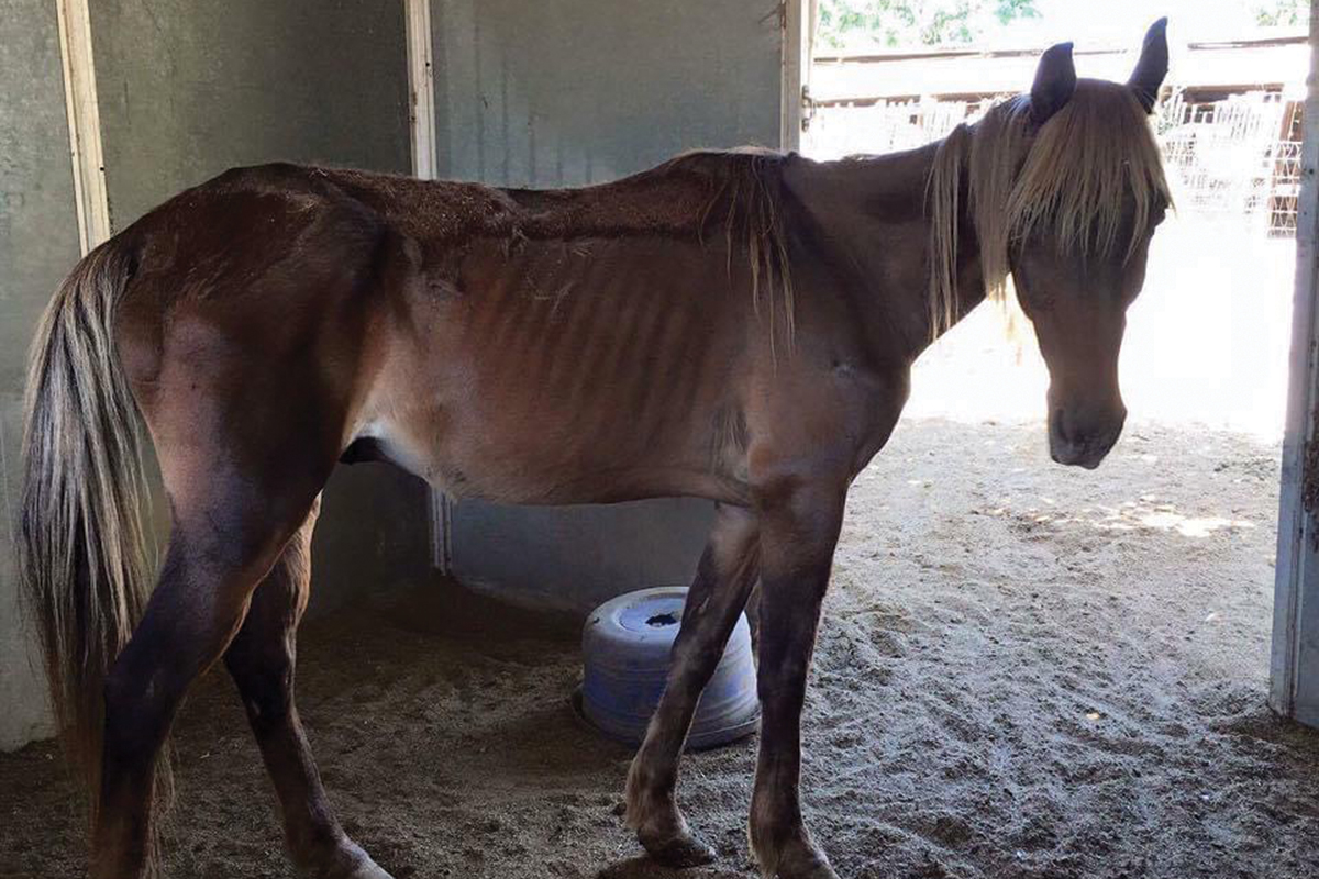 horse in need of rehabilitation