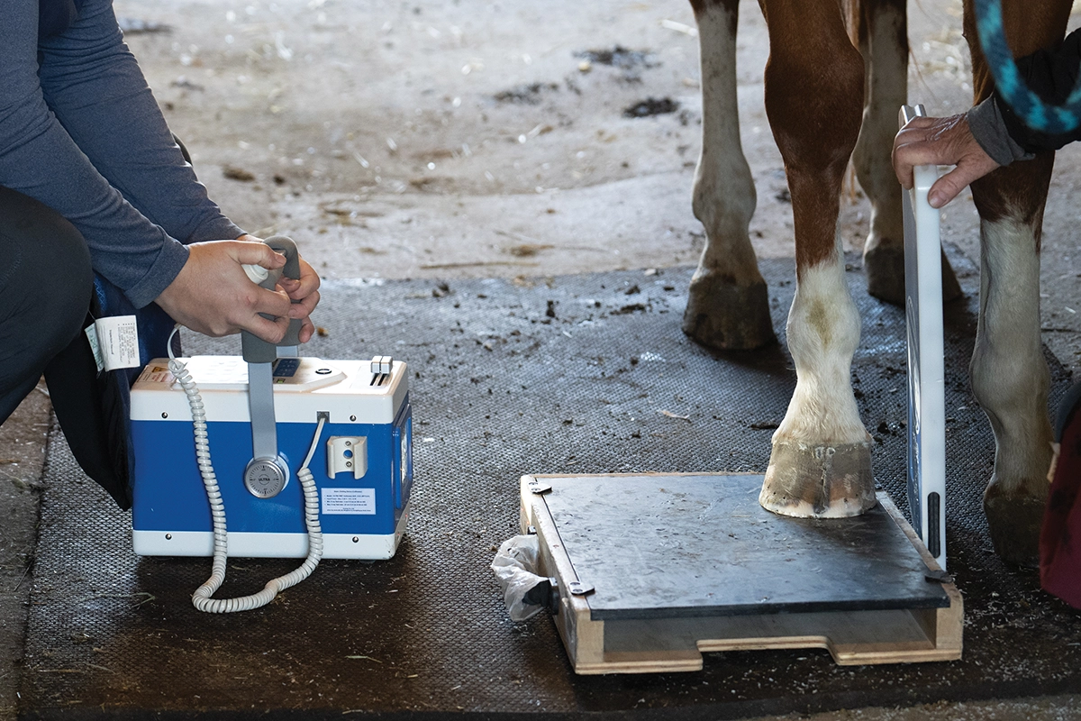 Radiographs being performed on a horse.