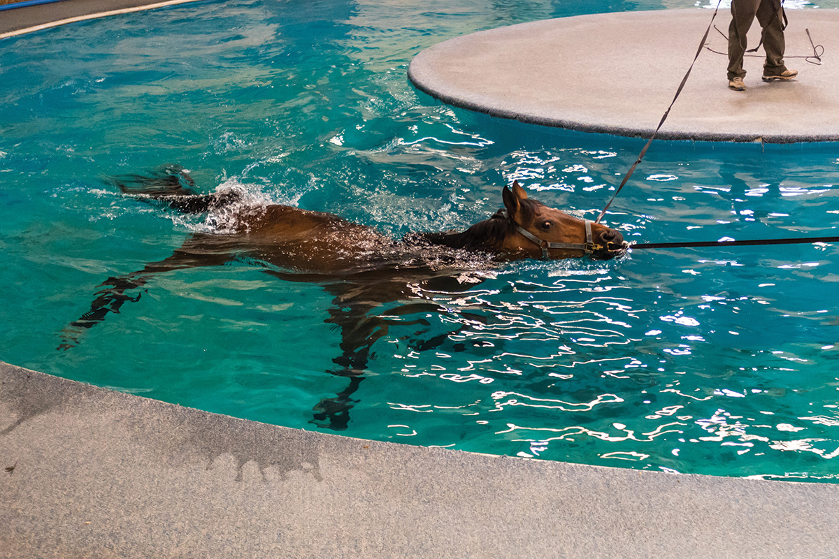 A horse swimming