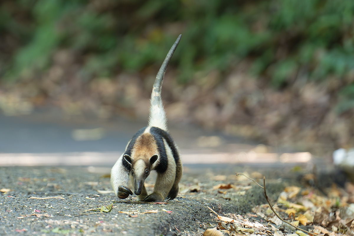 An anteater on a nature walk.