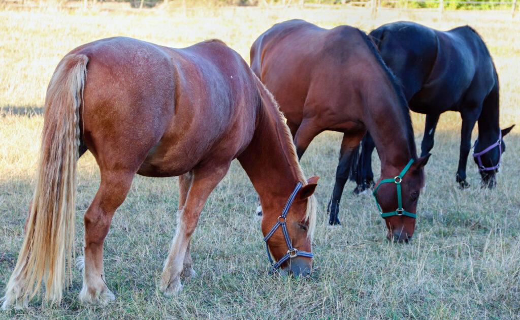 horses during drought