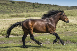 Efforts to Save Endangered Equine Breeds