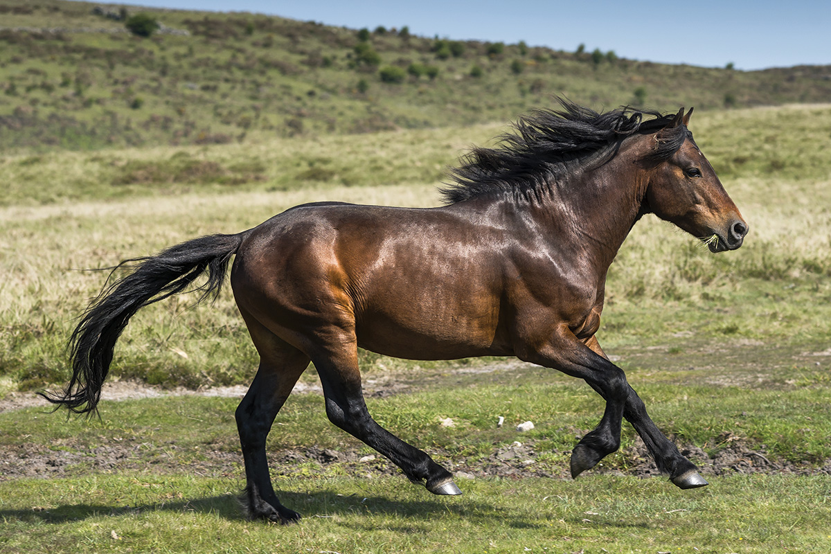 The Dartmoor pony, an endangered equine